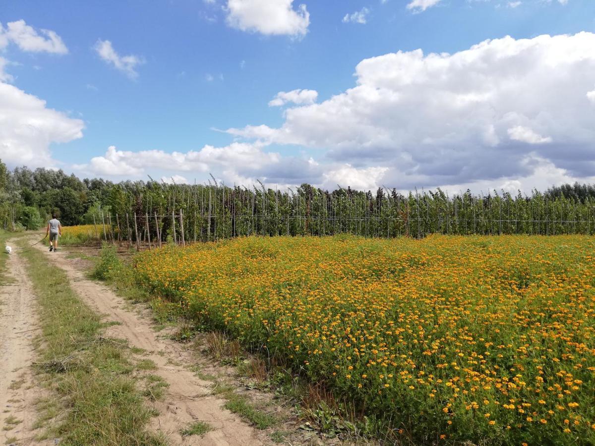 Wetteren B&B De Stuifduinen المظهر الخارجي الصورة